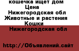 кошечка ищет дом › Цена ­ 1 - Нижегородская обл. Животные и растения » Кошки   . Нижегородская обл.